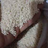 برنج هاشمی محلی