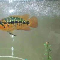 ماهی جگوار ردتایگر ، زندانی ، جک دمپسی