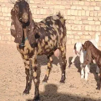 3راس بزغاله ماده گوش بلند