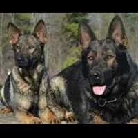 واگذاری مالینویز|سگ|رشت, بوسار|دیوار