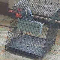 یک جفت مرغ عشق