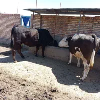 الماس سیاه و سمینتال اصیل