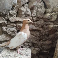 کبوتر دورنگ زرد ماده