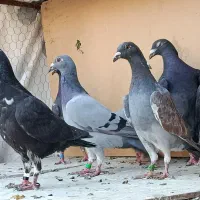 کفتر جوجه پلاکی