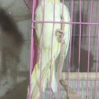 پرنده عروس هلندی