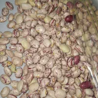 چیتی محلی درجه ۱