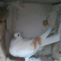 کبوتر|پرنده|بروجرد, |دیوار