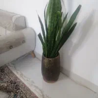 گل زیبا