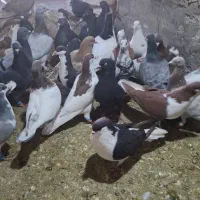 کبوتر پرشی|پرنده|اسفرورین, |دیوار