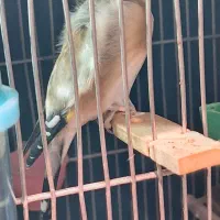 سهره نر وماده جوجه قفس