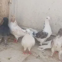 کبوتر پرشی و طوقی