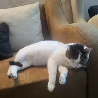 واگذاری گربه عقیم شده ورایگان