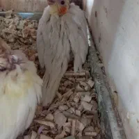 جوجه عروس هلندی|پرنده|ماکو, |دیوار