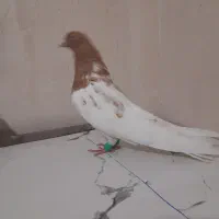 ساری باش لباس