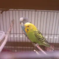 یک جفت مرغ عشق سالم وجوان وبالغ۴۵۰ تومان|پرنده|دماوند, مسکن مهر گیلاوند|دیوار