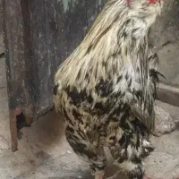 خروس گلین|حیوانات مزرعه|محمدیه-قزوین, |دیوار