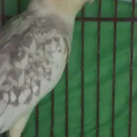 عروس هلندی نر و ماده