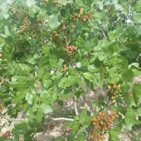 باغ پسته ۳۰۰۰ متری جباراباد دینور|فروش زمین و ملک کلنگی|کرمانشاه, |دیوار