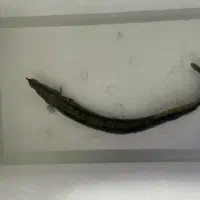 تایرترک ایل فایر ایل ۵۵ سانت|ماهی|قزوین, |دیوار