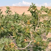 فروش زمین ۲۶۷۰ متری|فروش زمین و ملک کلنگی|آذرشهر, |دیوار