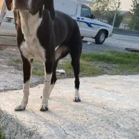 واگذاری توله شکاری پوینتر