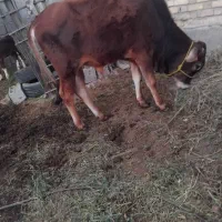 گوساله نر چاق