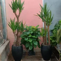 گل گیاه اپارتمانی تعویض خاک زامفولیا یوکا سانسوریا