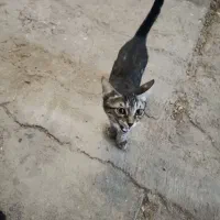 بچه گربه