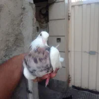 کبوتر|پرنده|آزادشهر, |دیوار