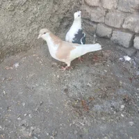 کبوتر|پرنده|آباده, |دیوار