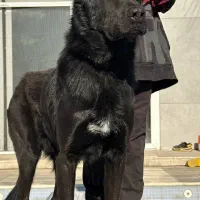 سگ نگهبان سرابی قدریجونی عراقی