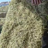 یونجه خشک