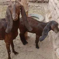 بز کره