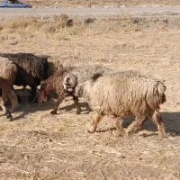 شیشک میش ابستن