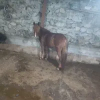 اسب مادیان|اسب و تجهیزات اسب‌سواری|خوی, |دیوار