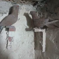 کفترنرماده گلی|پرنده|کرمان, |دیوار