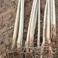 نهال صنوبر آماده کاشت سریع الرشد