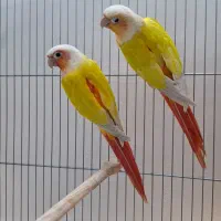 ردچیک راهب شاه طوطی گرینچیک|پرنده|مشهد, فاطمیه|دیوار