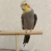 عروس هلندی نر