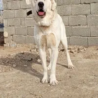 عراق نر خط خونی بالا