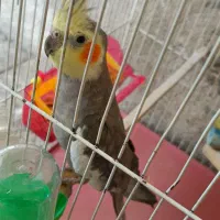 عروس هلندی جفت بالغ
