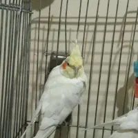 فروشی|پرنده|جیرفت, |دیوار