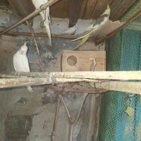 عروس هلندی مولد