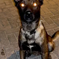 گمشده تربت جام گرگی