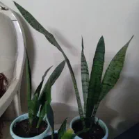 گل سانسوریا|گل و گیاه طبیعی|مشهد, استاد یوسفی (شهرک غرب)|دیوار