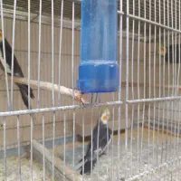 عروس هلندی|پرنده|تبریز, |دیوار