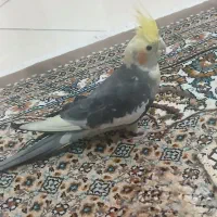 عروس هلندی نر