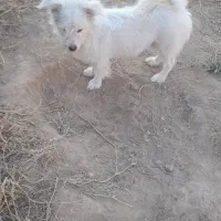 سگ پامرشیتزو نر|سگ|خوی, |دیوار