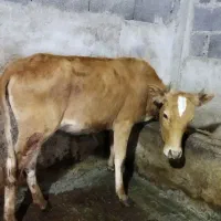 گوساله زیبا سرمست