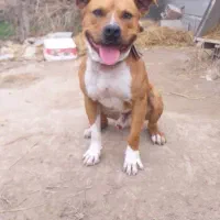 توله پیتبول|سگ|ساری, |دیوار